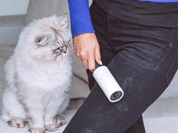 A white cat watching their owner use a lint roller to remove cat shedding stuck to their clothes