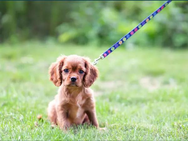 A leashed puppy getting ready to meet another dog in neutral territory, one of the best practices on how to socialize a puppy with other dogs