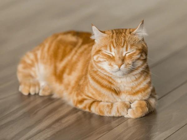 A cat resting, representing decreased activity which can be caused by cat broken leg