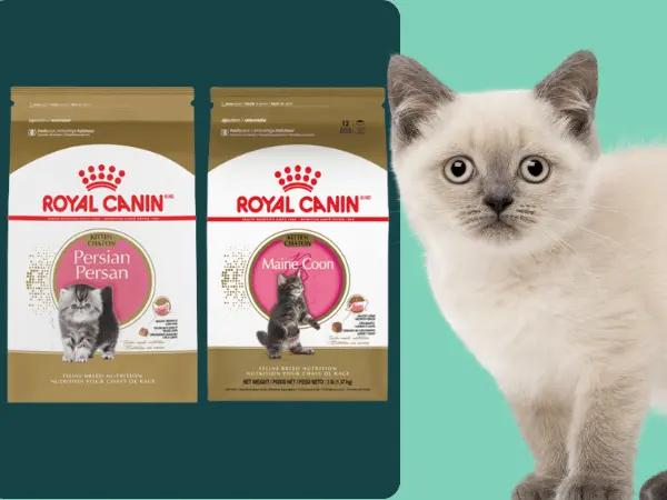 Examples of some of the best dry kitten food by Hills Science Diet recommended for pure breed kittens