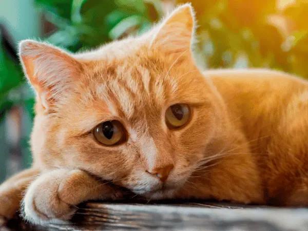 Close-up of a lethargic older cat, representing a senior cat losing weight, a common health issue for older cats