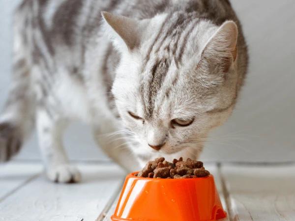 A picky eater cat smelling their food but not eating