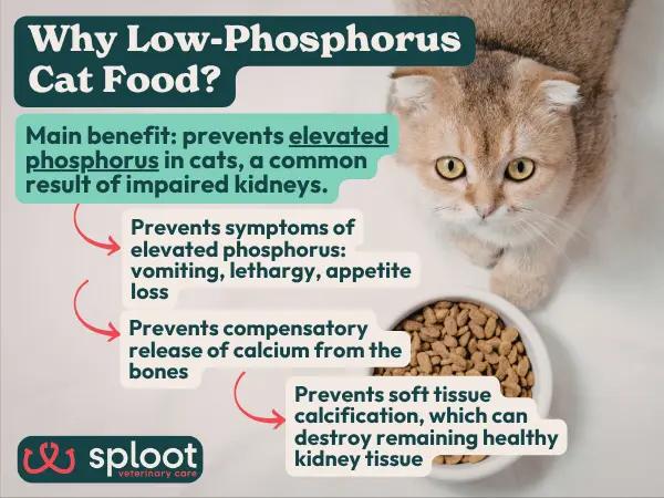 An infographic showing the benefits of low-phosphorus cat food or kidney cat food for managing CKD or PKD in cats