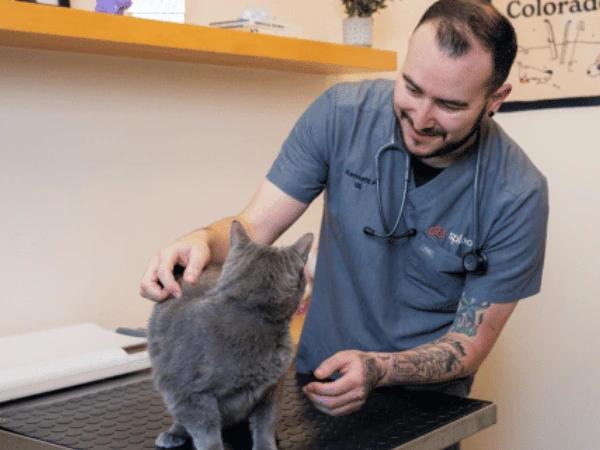 A cat brought in for a check-up at Sploot Veterinary Care in Denver and Chicago for suspected dental disease in cats or periodontal disease in cats