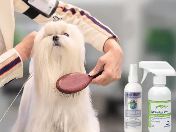 A dog getting brushed which is one of the steps on how to moisturize dog skin