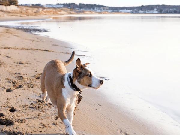 A dog walking by the beach as the pet parent takes a break with the dog during a long road trip