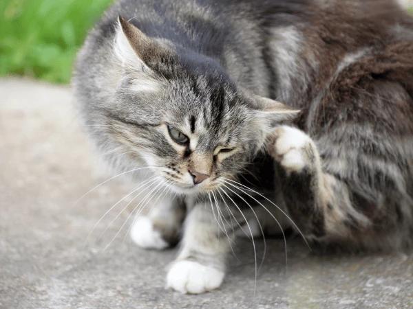A cat scratching excessively because of spring allergies in cats