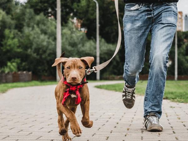 A photo representing a dog-friendly park near Central Park, Denver