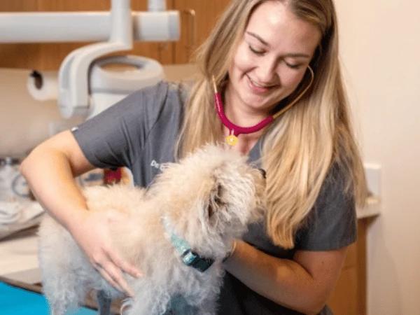 A dog going to the veterinarian because of abnormalities in dog poop or dog pooping behaviors