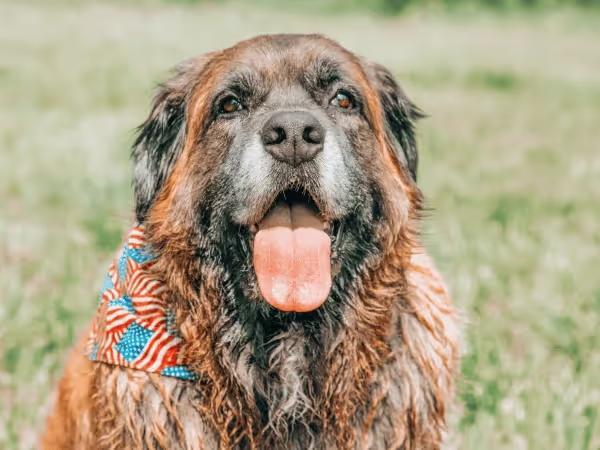 A dog wearing a bandana celebrating Fourth of July happily, calmly, and with no dog fireworks anxiety
