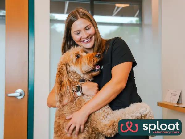 A dog brought to Sploot Veterinary Care, an all-in-one, Fear Free vet clinic in Salt Lake City