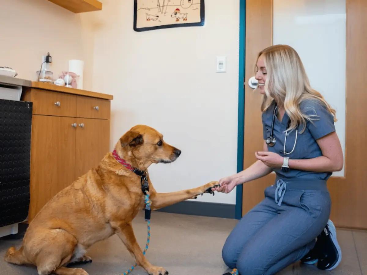 A Sploot veterinarian examining a dog.