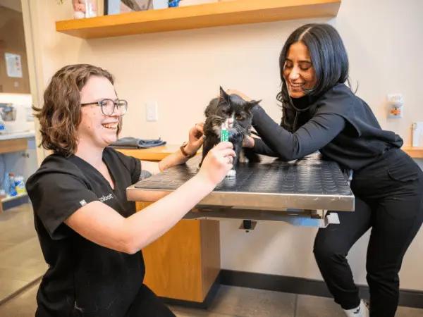 A cat brought to Sploot Veterinary Care, a vet clinic in Denver and Chicago, for a check-up regarding increased cat shedding
