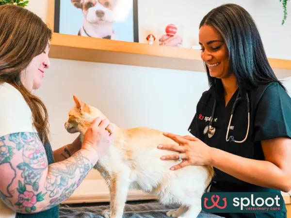 A cat getting a complete wellness exam in Sploot Veterinary Care, one of the best cat veterinarians in Salt Lake City, Utah, for a Fear Free experience