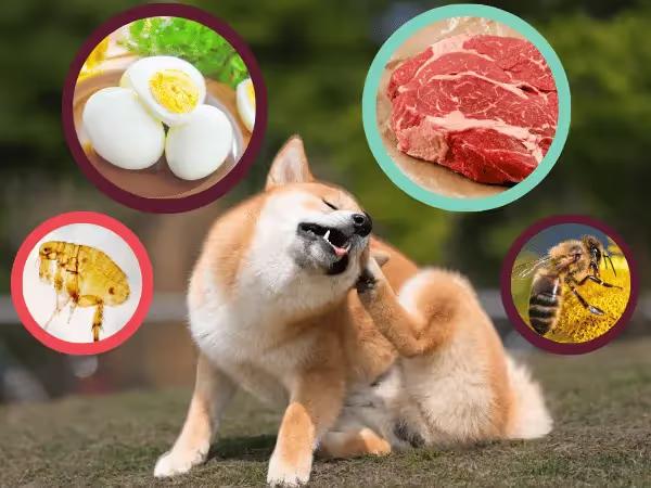 A photo of a dog, surrounded by photos of common allergens for dogs, representing food allergies in dogs, chicken allergy in dogs, and other common allergies