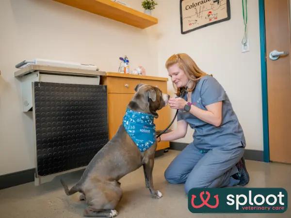 A dog brought to Sploot Vets, a vet clinic in Denver, Colorado Springs, and Chicago, offering top-tier, all-in-one vet care, including senior dog care