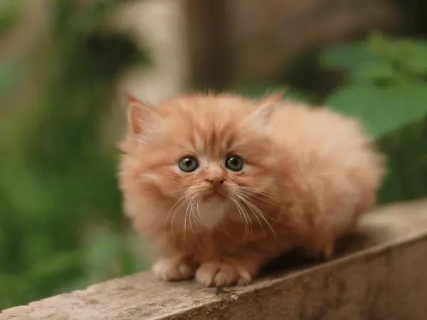 A photo of a Persian kitten, needing Persian kitten care to stay healthy and happy