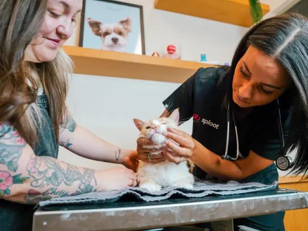 A photo of a cat getting their teeth checked at Sploot Veterinary Care, an important step to assess if cat dental cleaning is needed