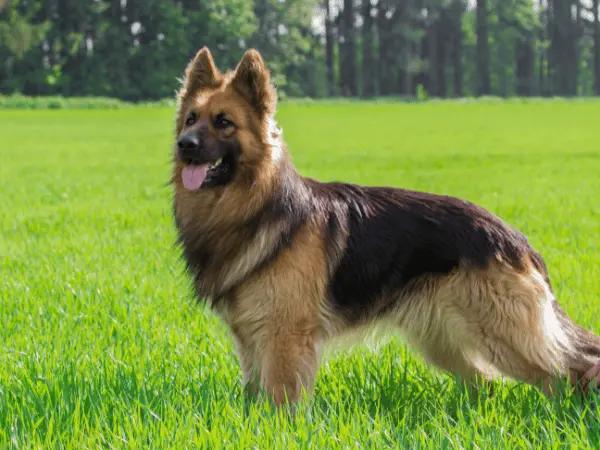 A photo of a healthy German Shepherd, representing German shepherd health issues and care.