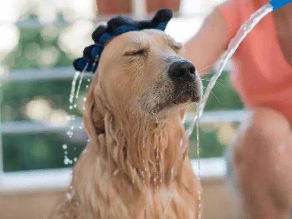 A dog having a relaxing bath because the pet parent used a soothing oatmeal shampoo for dogs