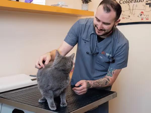 A cat brought to Sploot Vets, a Fear Free cat vet in Denver and Chicago, representing when should a cat see the vet