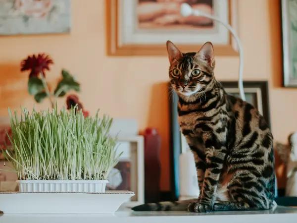 A photo of a healthy Bengal cat, representing the prevention of Bengal cat health issues