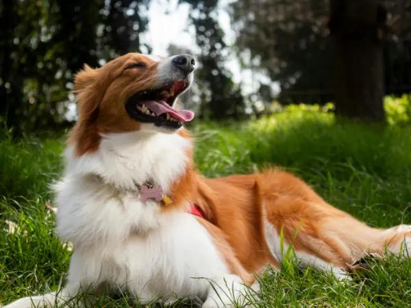A photo of a senior dog in a dog park, with better mobility thanks to prescribed medications for arthritis in dogs