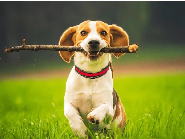 A dog trained to fetch, which represents training, one of the steps on how to bond with your dog