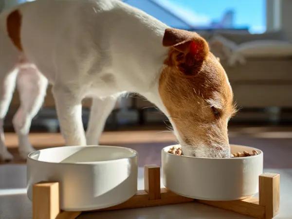 Close up of a dog eating, representing diabetic dog food or the best dog food for diabetic dogs