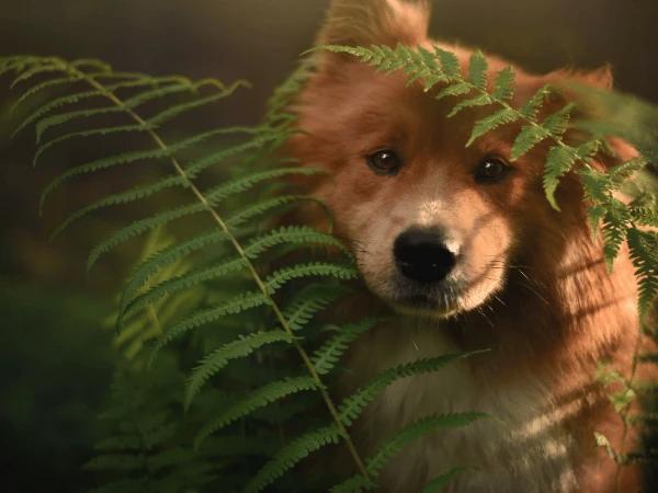 A dog with among boston ferns representing safe plants for dogs