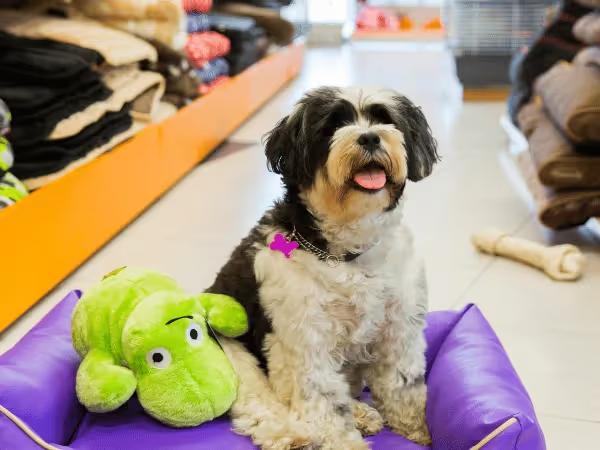 A dog sitting in a dog bed from a pet store in Chicago