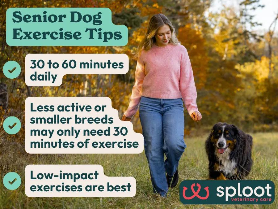 An infographic showing information about age-appropriate exercise for senior dogs, a crucial part of senior dog care