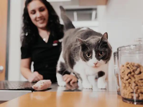 A cat going through a wellness exam at Sploot Veterinary Care to get started on weight management