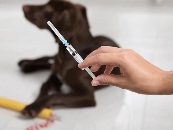 A close up of a syringe with a dog in the foreground to represent dog vaccines