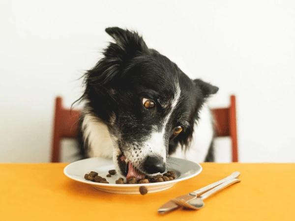 A dog eating homemade dog food recipe