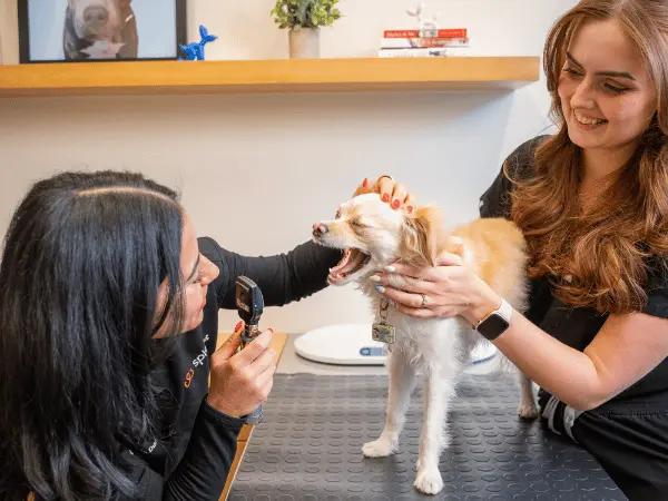 A dog sneezing a lot brought for a check-up at Sploot Vets, a vet clinic in Colorado Springs, Denver, and Chicago