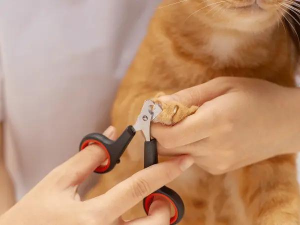 Close-up of a pet parent using a scissor-type nail clipper for cats after learning how to trim cat claws