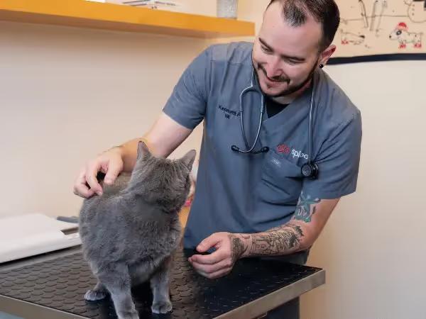 A cat brought to Sploot Vets, an emergency cat vet in Denver and Chicago