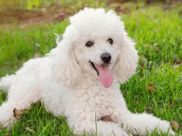 A poodle relaxing in one of the grassy dog parks near Highlands Ranch Colorado