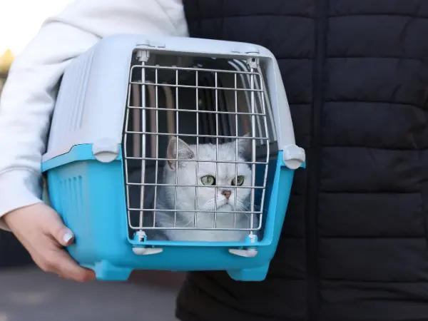 A cat travelling with their owner, one of the common causes of cat vomiting due to stress or motion sickness.
