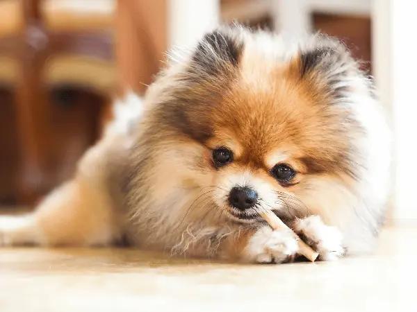 A close-up photo of a Pomeranian puppy, representing Pomeranian puppy care