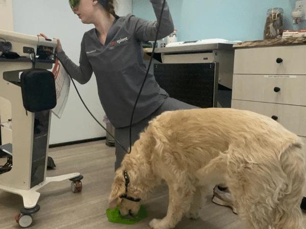 A cold laser therapy machine being set up by a veterinarian in Sploot Veterinary Care in Denver Colorado