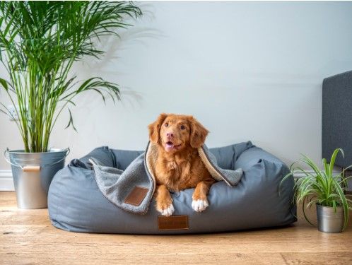 A dog resting on a dog bed showcasing lethargy which can be one of the signs of dog flu