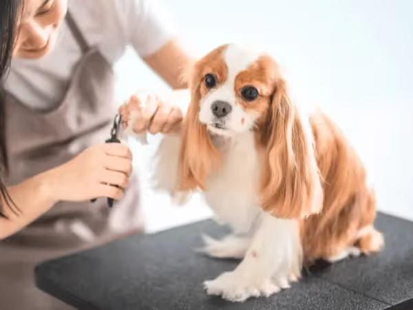Closeup of a dog getting their nail trimmed on a grooming table, representing dog grooming in Denver