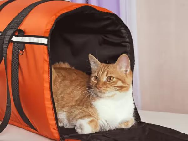 A cat going inside a soft cat carrier, representing one of the steps of how to travel with a cat by plane or by car