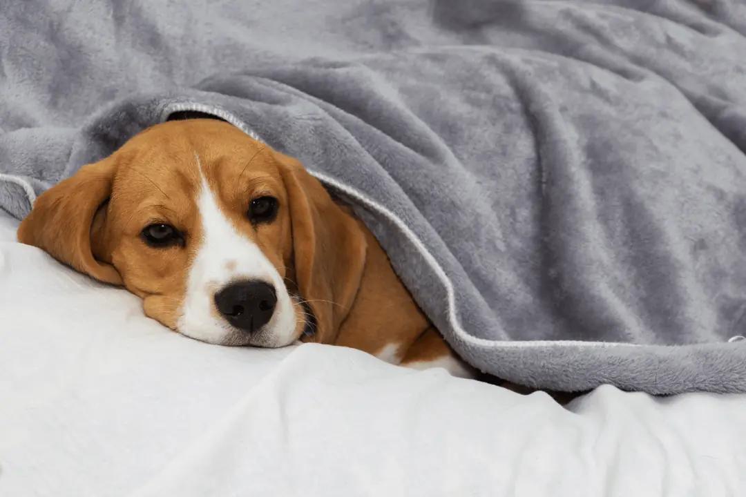 A dog on a bed covered with a blanket.