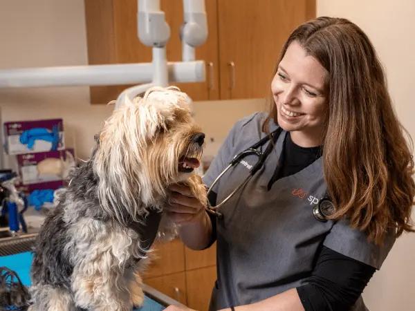 A dog brought to Sploot Vets, a vet clinic in Denver and Chicago for urgent care due to a case like a burnt dog paw