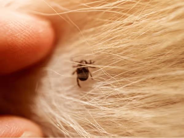 Close up of a tick on a dog which can carry diseases from ticks