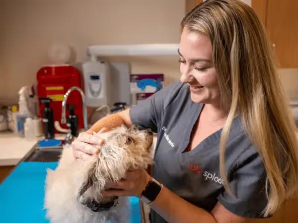 A veterinarian providing a checkup for a dog at Sploot, a provider of emergency vet services