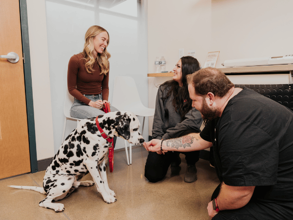 A dog brought to Sploot Vets, a vet clinic in Colorado Springs, Denver, and Chicago, for a full checkup before camping with a dog